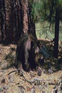 bear cub in Little Yosemite Valley